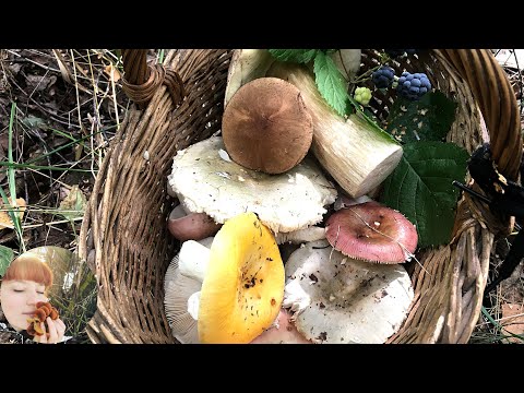 Видео: УЖЕ НАЧАЛОСЬ: Сыроежка желтая, Гриб-зонтик, Моховик зеленый, Ежевика и Подосиновик 2020. Ч2