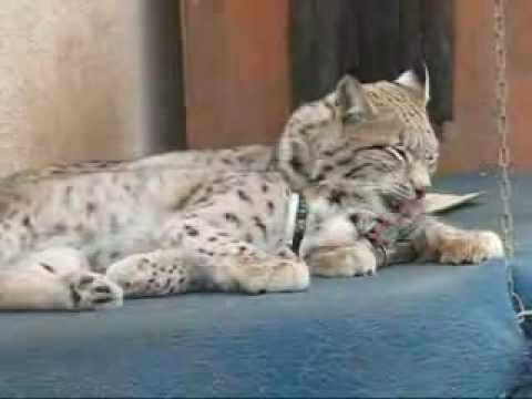 Видео: Lynx's Love (рысиная любовь)