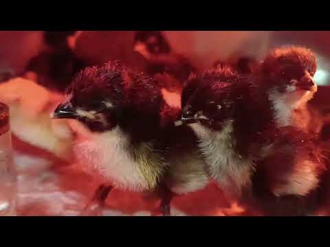 Видео: Чем кормить , если нет комбикорма?
