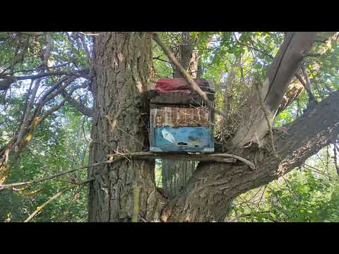 Видео: Очередная проверка ловушек на пчёл.