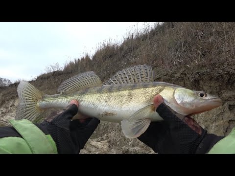 Видео: Судак на Джиг. Забросил Резинку с Живцами