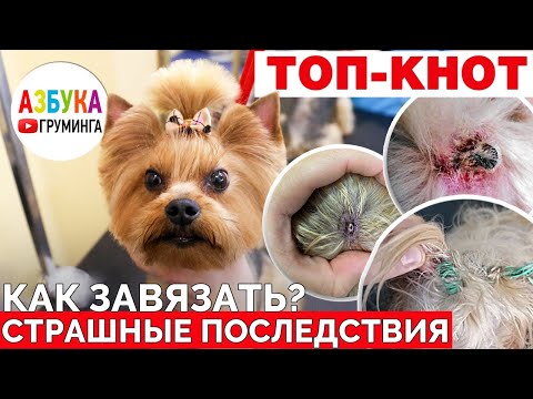 Видео: Резинки и бантики на голове собаки часто ведут к неприятным последствиям…