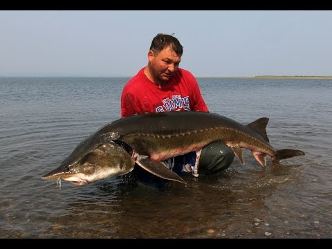 Видео: Ловля динозавров в Охотском море