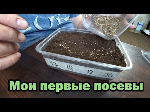 Видео: Первые посевы: сею корневой сельдерей и замачиваю семена острого перца