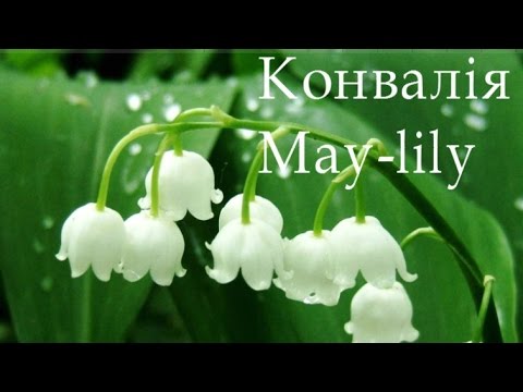 Видео: Ландыш, как нарисовать ландыш, как нарисовать ландыш карандашом шаг за шагом