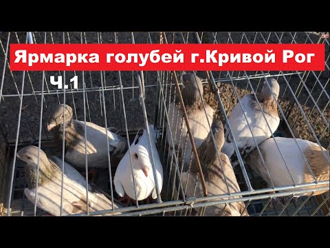 Видео: Ярмарка голубей, домашних и декоративных птиц г. Кривой Рог 30.09.2023. Часть 1