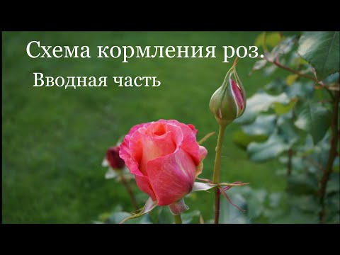 Видео: Схема кормления роз. Вводная часть -важность макроэлементов
