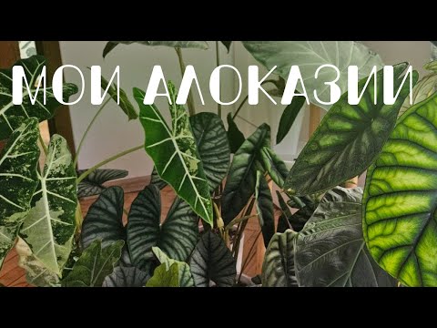 Видео: Мои Алоказии: обзор коллекции и уход за растениями.