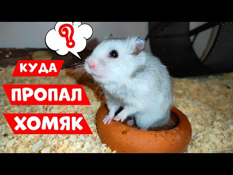 Видео: КУДА ПРОПАЛ СИРИЙСКИЙ ХОМЯК? | ЧТО СЛУЧИЛОСЬ С КОРЖИКОМ?