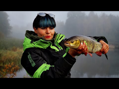 Видео: МОНСТРЫ МАЛОЙ РЕКИ. КРУПНЫЙ ГОЛАВЛЬ на фидер. Березина #130