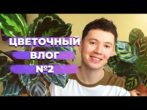 Видео: ВЛОГ Будни Цветоголика » Уход за Комнатными растениями, Душ для Растений