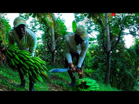 Видео: Я пошёл на ферму, и вот что случилось | меня чуть не ужалили