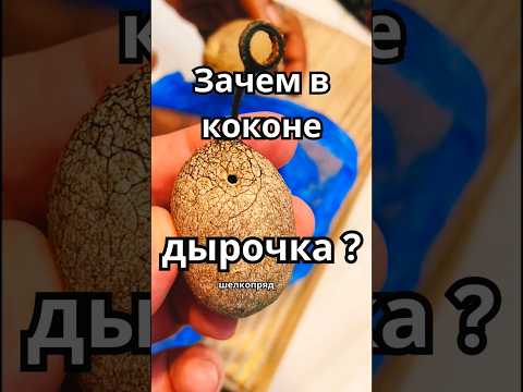 Видео: Древнее искусство ткачества | Сари Индии