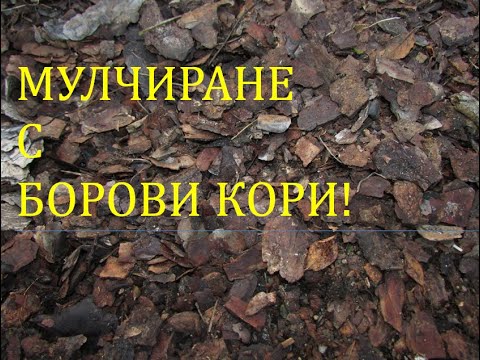 Видео: Мулчиране с борови кори🌲 Mulching with pine barks #permaculture #двор #градина