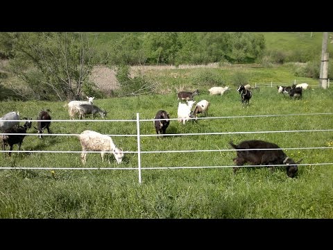 Видео: Обгорел электропастух РУГАЮСЬ Сено с ветром Курицу засекла