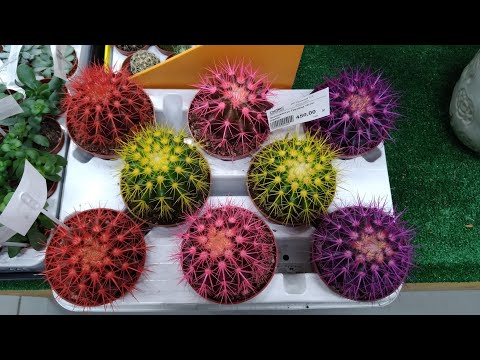 Видео: Кактусга кандай парвариш керак