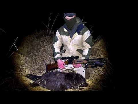 Видео: Охота на бобра. Охота с фонарем. Неожиданная встреча #охота #hunting #beaver