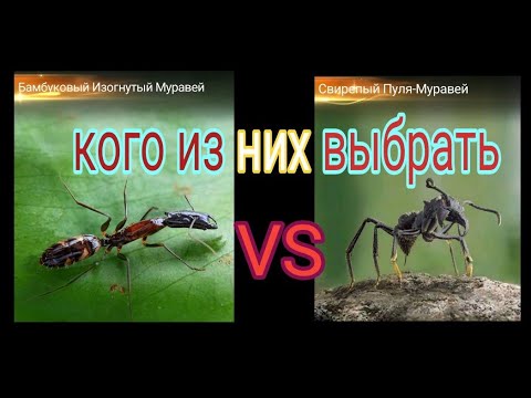 Видео: the ants underground kingdom бамбуковый изогнутый муравей, свирепый пуля муравей, кто из них лучше.