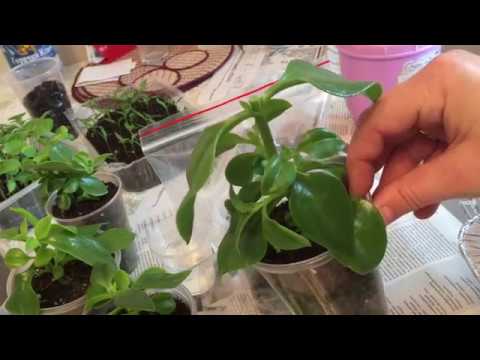 Видео: Аптения. Укоренение черенков. Быстро и просто!