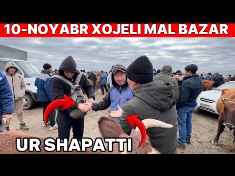 Видео: 10-НОЯБРЬ ХОЖЕЛИ МАЛ БАЗАР КОЙ ЕШКИ БАЗАР БАХАЛАРЫ АРЗАН КЫМБАТ EXPENSIVE BULLS LAMB COWS