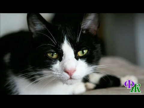 Видео: Слезы скатывались по густой шерсти ГРЯЗНОЙ КОШКИ, но кошка ТЕРПЕЛА... Она хотела помочь