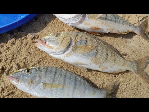 Видео: Риболов в Гърция .За мурмури на устието