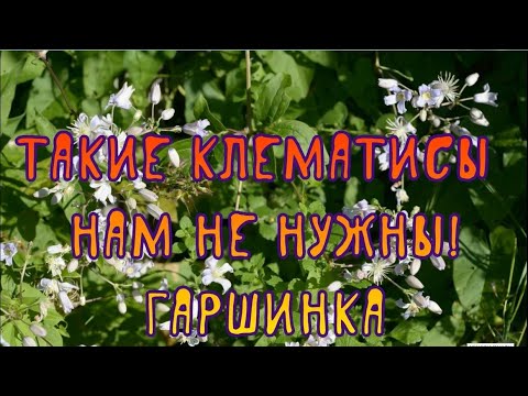 Видео: Такие клематисы нам не нужны! Гаршинка