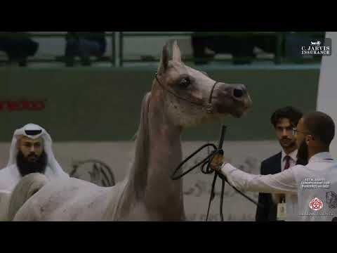 Видео: 1-й чемпионат Аль-Асайель по чистокровным лошадям AH 2025, класс 5B