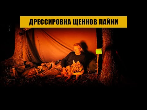 Видео: Дрессировка щенков лайки