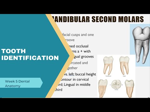 Видео: Идентификация зубов
