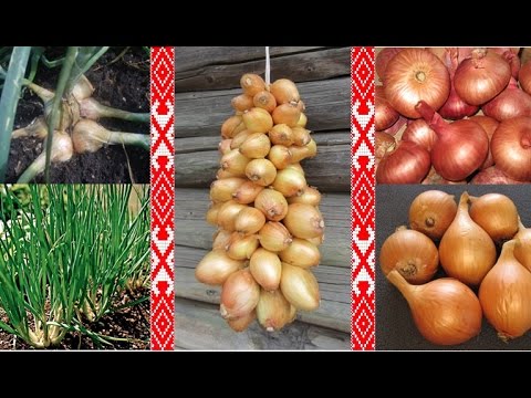 Видео: Старорусские сорта семейного крупнопноплодного  лука