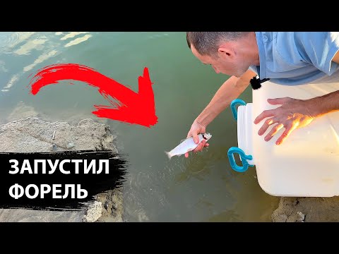 Видео: Форель в пруду возле дома. Зарыбление форелью. Большой эксперимент / часть 1.
