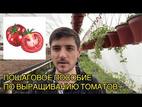 Видео: Методичка по выращиванию томатов от А до Я для начинающих