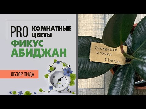 Видео: Комнатное растение Фикус Абиджан. Чем он отличается от Фикуса Робуста : ищем отличия)