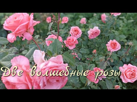 Видео: Два чудесных сорта роз. Лоран Каброль и графиня Диана! #розы #розывсаду #лучшиерозы