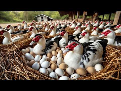 Видео: Сбор яиц мускусной утки — выращивание органических мускусных уток для бизнеса.