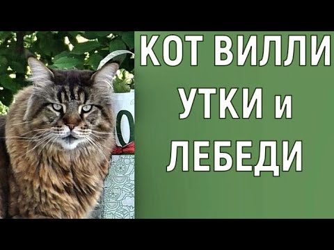 Видео: КОТ ВИЛЛИ и Утино-Лебединые истории