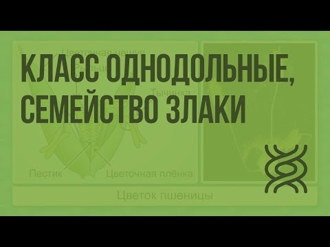 Видео: Класс Однодольные, семейство Злаки. Видеоурок по биологии 6 класс