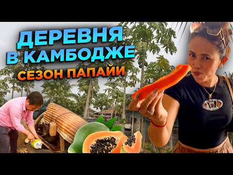 Видео: ЕДЕМ В КАМБОДЖИЙСКУЮ ДЕРЕВНЮ СЕЗОН ПАПАЙИ GOING TO A CAMBODIA VILLAGE IT'S PAPAYA SEASON