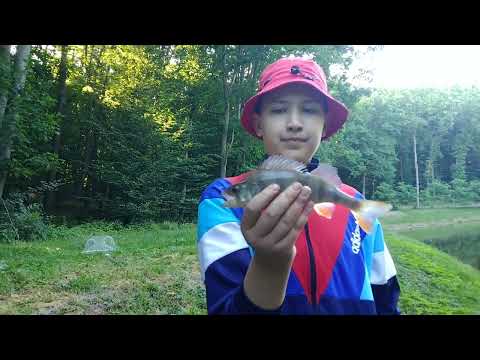 Видео: Ловимо та відпускаємо в дикому лісі!!!!! Та робимо перекус на ставку!!!!!!!