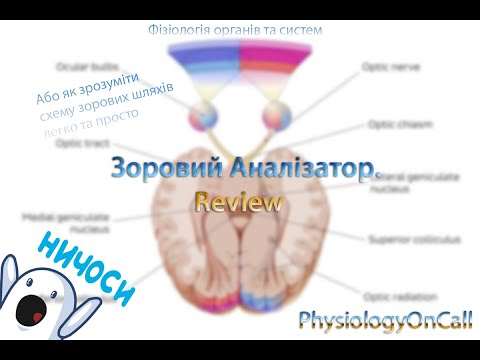 Видео: PhysyiologyOnCall.Review.Зоровий аналізатор.Схема зорового шляху.