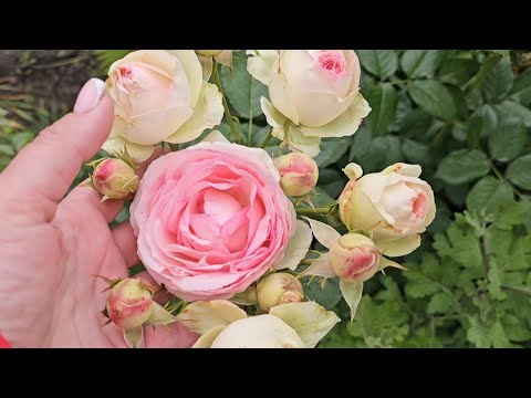 Видео: помидоры😱, заболела, цветут новые розы