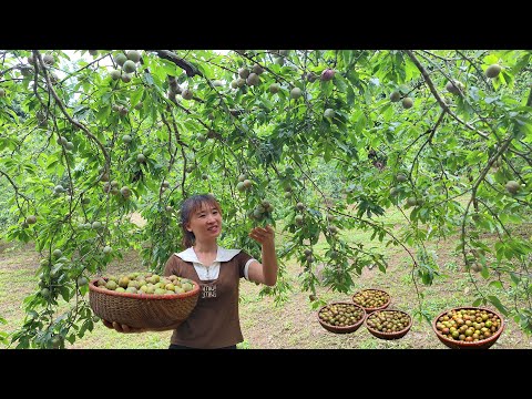 Видео: Сбор слив и продажа их на рынке/жизнь вне сети - фермерская жизнь.