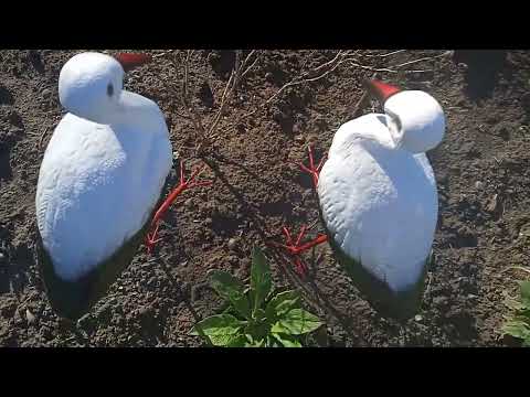 Видео: Святкова прогулянка. Аліум від Флоріум.👍👍👍