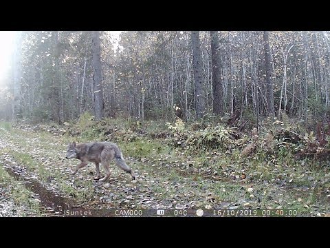 Видео: Обзор фотоловушки НТ 001 с примерами видео