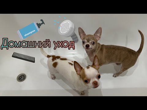 Видео: Купаем ЧИХУАХУА! Домашний уход за собаками)
