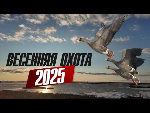 Видео: ВЕСЕННЯЯ ОХОТА НА ГУСЯ 2025
