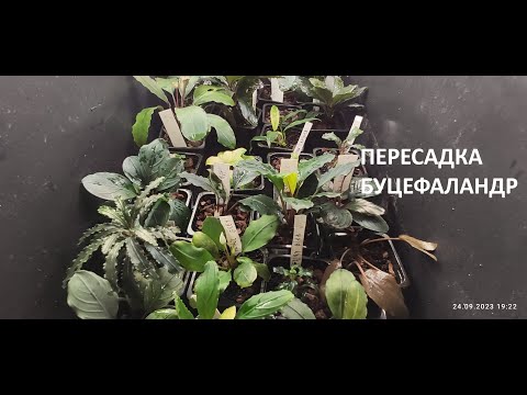 Видео: Пересадка тепличных буцефаландр в сойл, проблема в акве с буцефаландрами