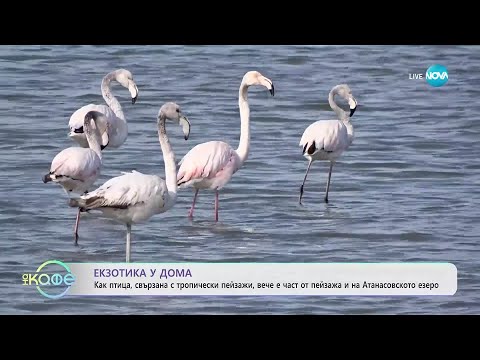 Видео: Морски истории: Розово фламинго край Бургас - „На кафе” (12.09.2025)