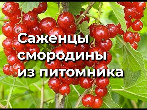 Видео: Обзор 3 Саженцы смородины нашего производства 
